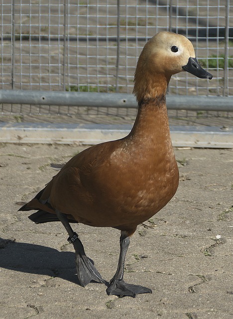 自我